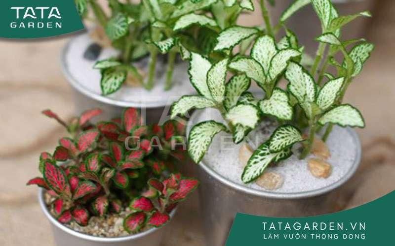 Hình ảnh cây tài lộc phong thủy mini được đặt trên bàn làm việc gọn gàng, cạnh máy tính hoặc sổ sách